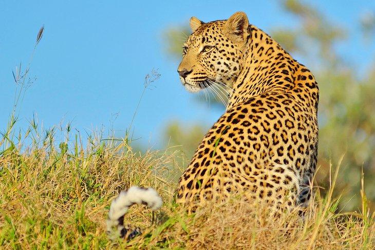 Léopard dans Sabi Sands