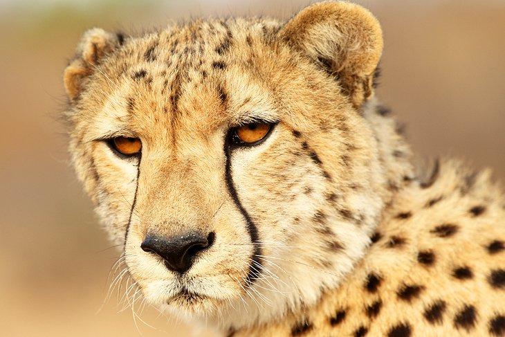 Guépard