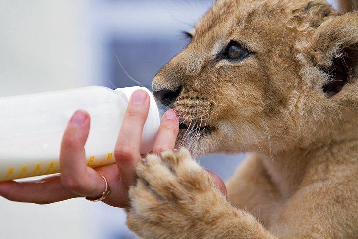 Biberonnage d'un lionceau