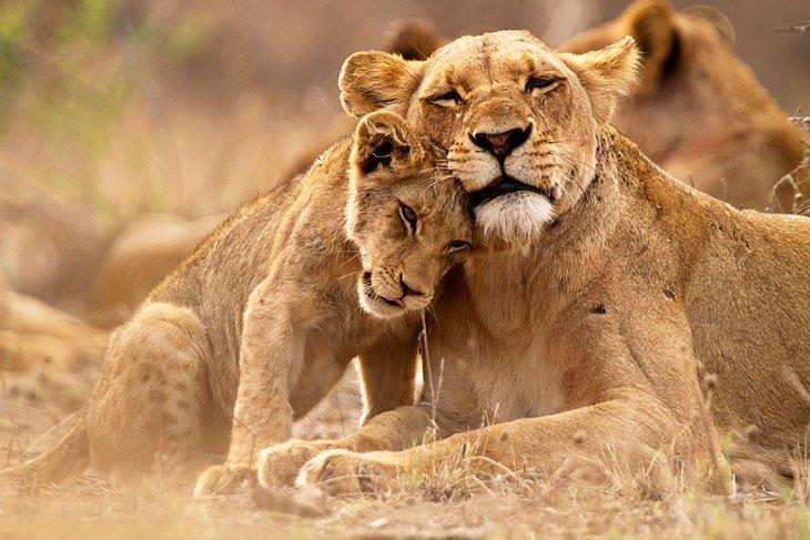 Lionne et son petit dans le Parc National Kruger