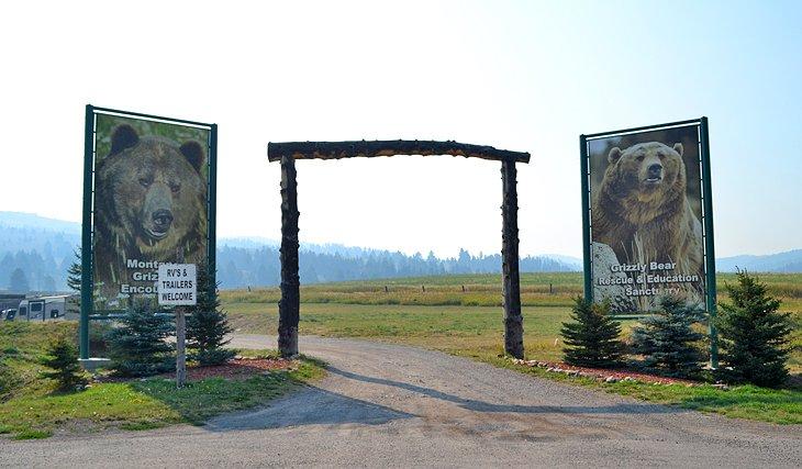 Encuentro Grizzly de Montana