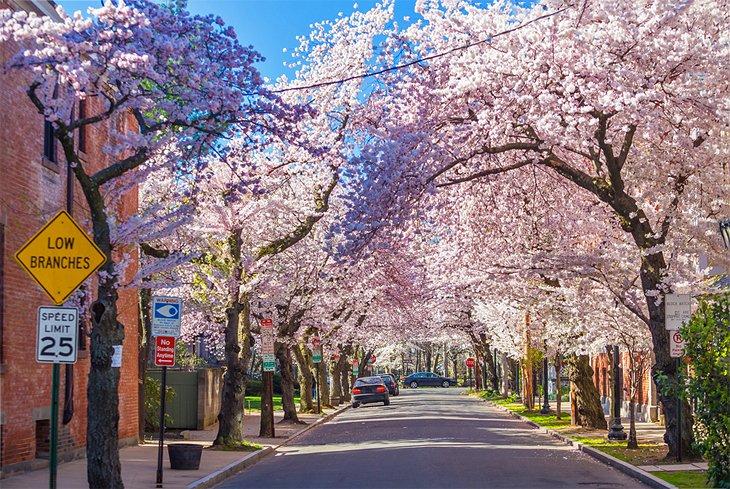Flores de cerezo en Wooster Square