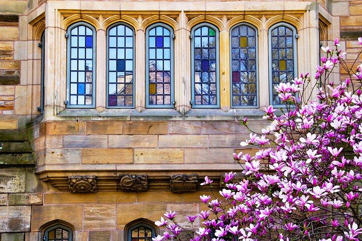 Detalle arquitectónico y una magnolia en flor en la Universidad de Yale