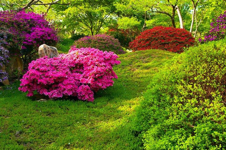 Jardín japonés en el Jardín Botánico