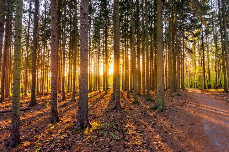 Bosque de Kunratice