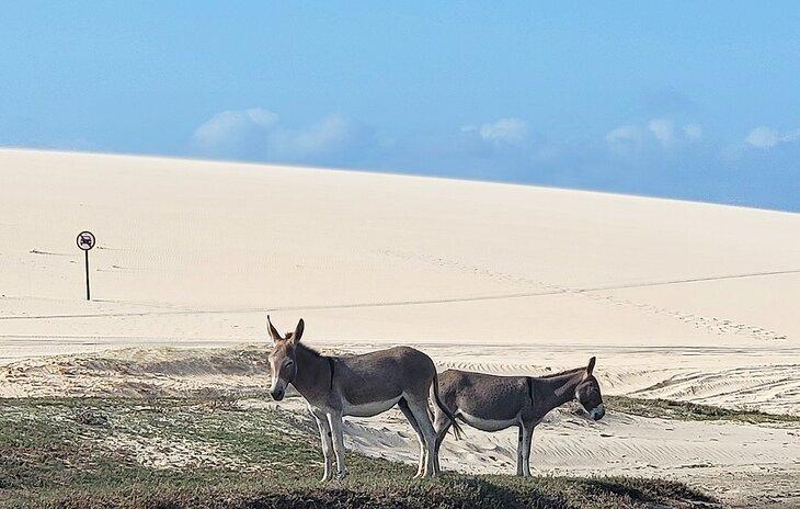 Burros al lado de una duna cerca de Jeri