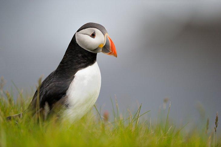 Frailecillo en las Islas Shetland