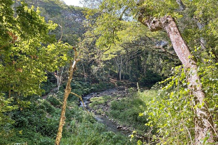 Randonnée des Chutes Ho'opi'i