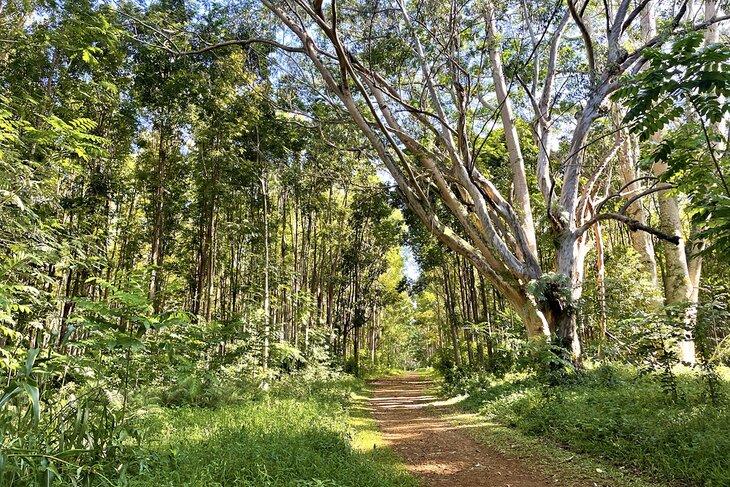 Sentier Wai Koa Loop