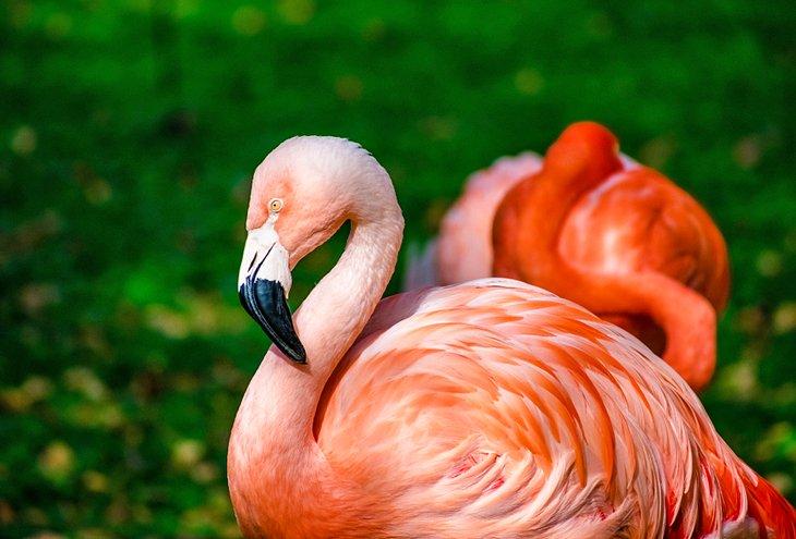 Flamingos im Henry Vilas Zoo