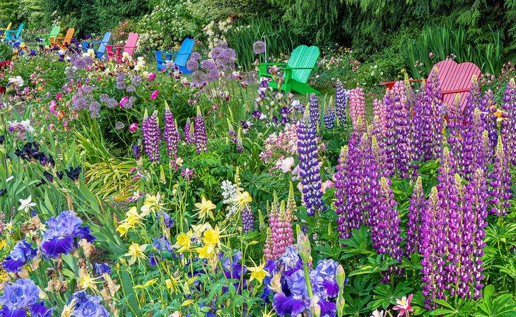Iris, allium y lupino en los Jardines de Iris de Schreiner