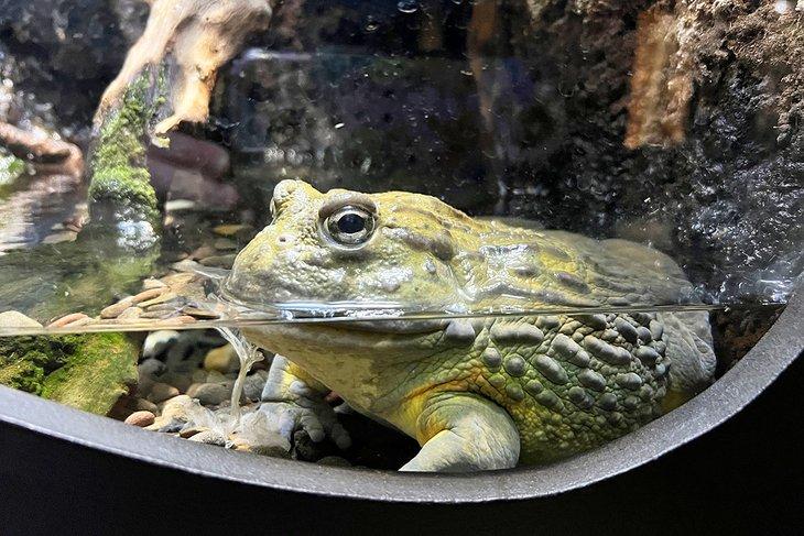Sapo toro africano en el Acuario y Refugio de Reptiles de la Ciudad Eléctrica