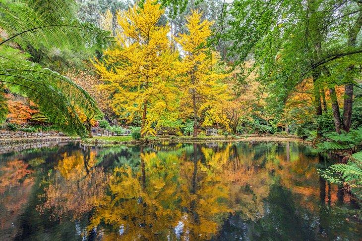 Color Otoñal en las Dandenong Ranges