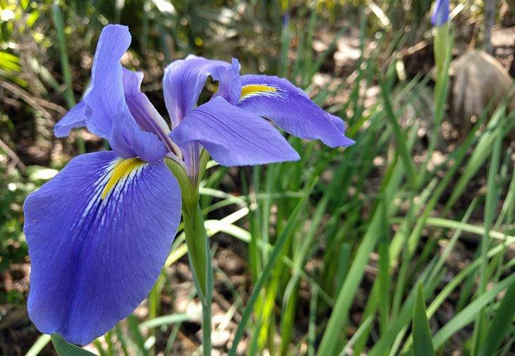 Riesenblaue Schwertlilie