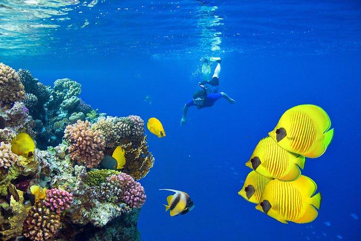 Esnórquel en Marsa Alam