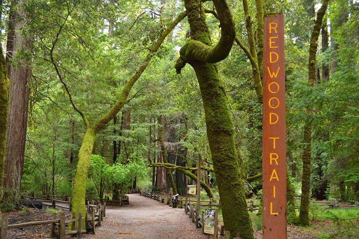 Big Basin Redwoods State Park