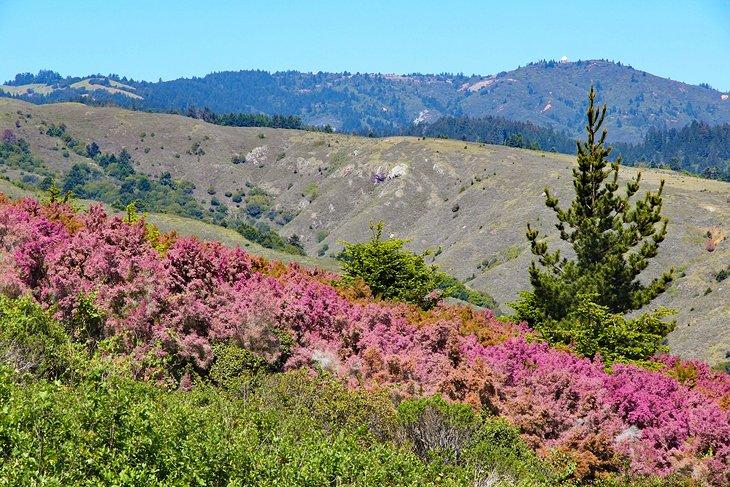 Blumen im Mount Tamalpais State Park