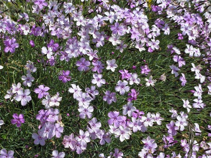 El Jardín de Flores Alpinas