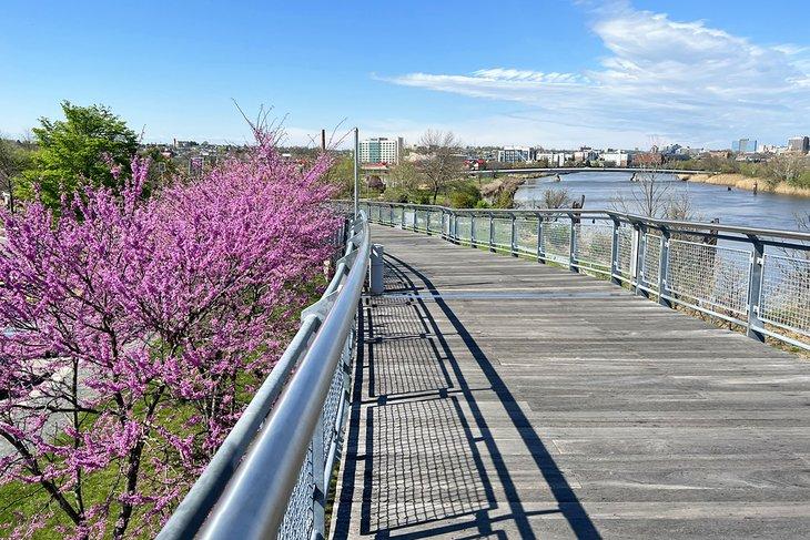 Flores de cerezo a lo largo del Riverwalk de Wilmington
