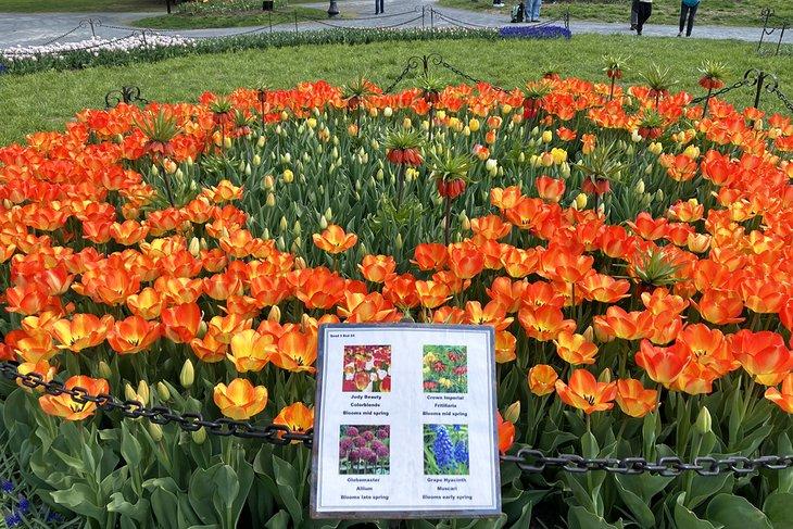 Variedades de tulipanes en el Parque Washington