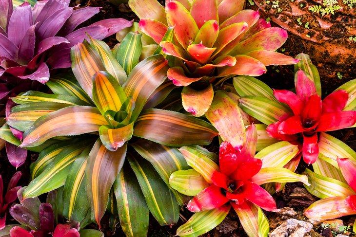 Bromelias