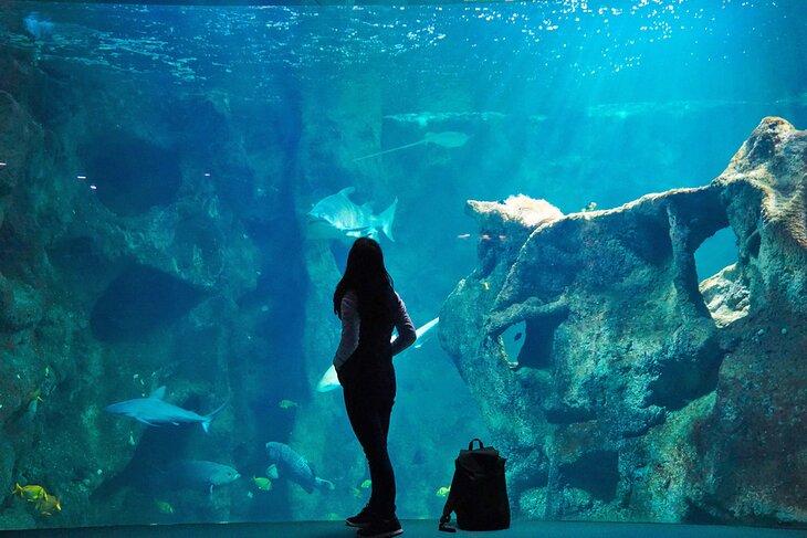 Acuario de La Rochelle