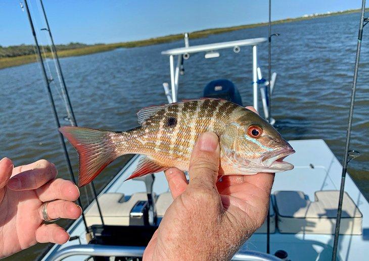 Pargo Mutton