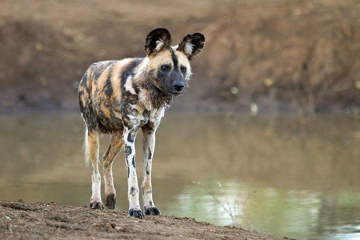 Perro salvaje africano en la Reserva Natural Madikwe, Provincia del Noroeste