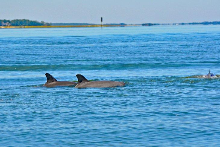 Delfines nadando cerca de la Isla Hilton Head