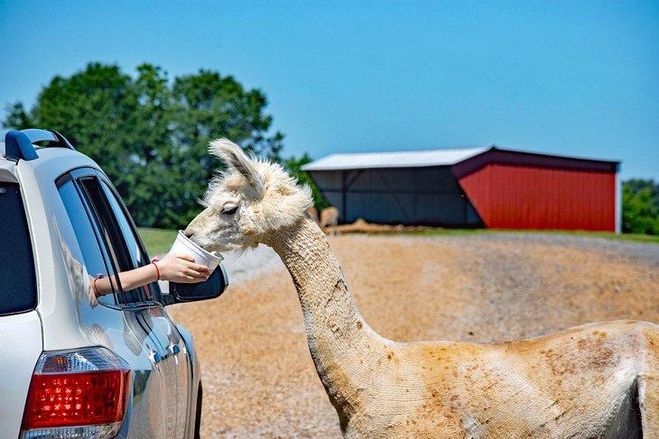 Llama en el Parque Safari de Tennessee