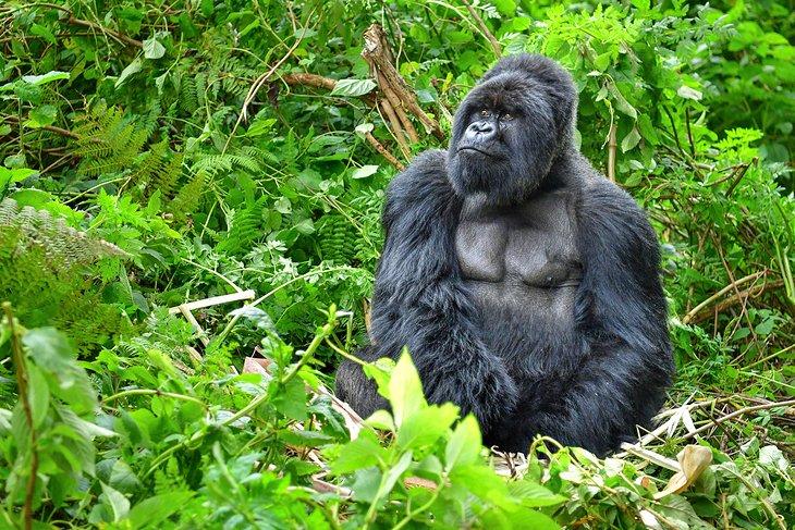 Un gorila de montaña en el Parque Nacional de los Volcanes