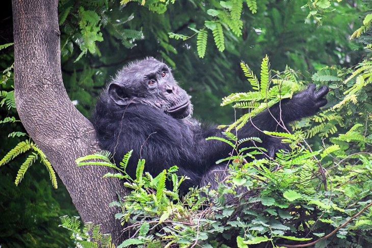 Un chimpancé descansando en el Parque Nacional del Bosque Nyungwe