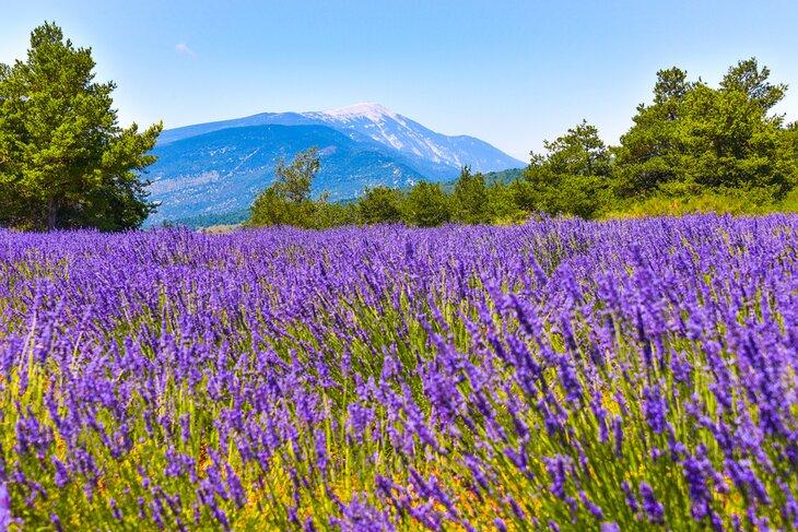 Campo de lavanda frente a Mont Ventoux
