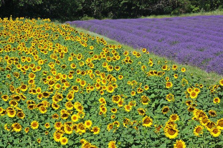 Campos de girasoles y lavanda cerca de Valréas