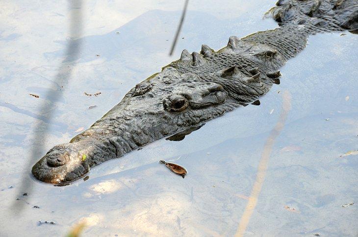 Aligator, Zoológico de Brevard
