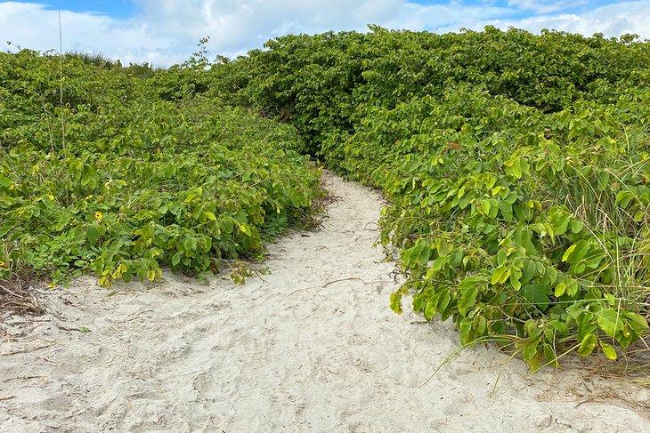 Sendero de playa en Lori Wilson Park