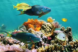 Attractions Touristiques à Cozumel
