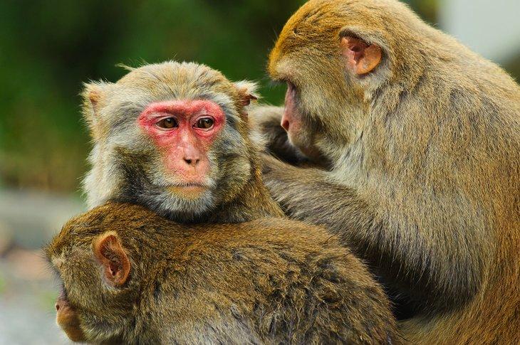 Singes au réservoir de Shing Mun