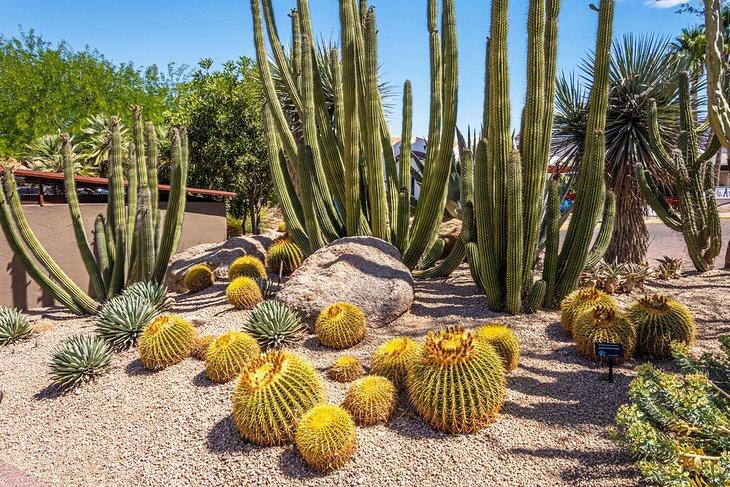 Jardines botánicos en Carefree, AZ