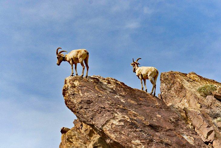 Borregos en el Parque Estatal Anza-Borrego