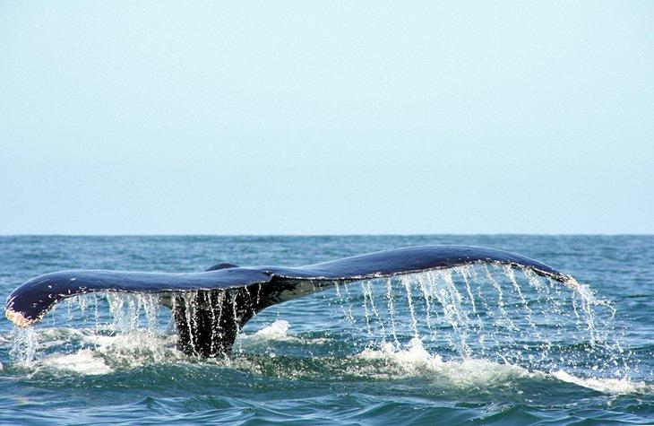 Cola de ballena