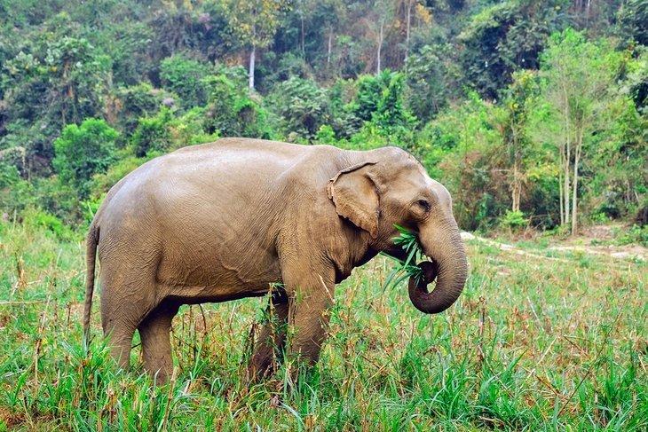 Elefant im Elefantenschutzgebiet von Boon Lott