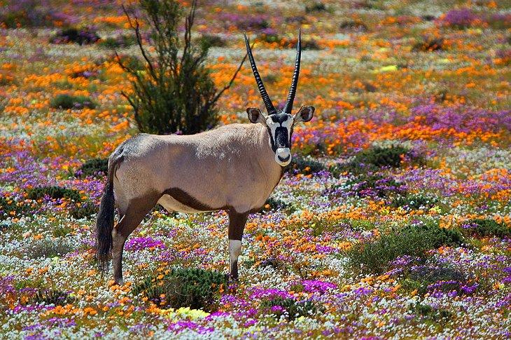 Oryx dans Namaqualand