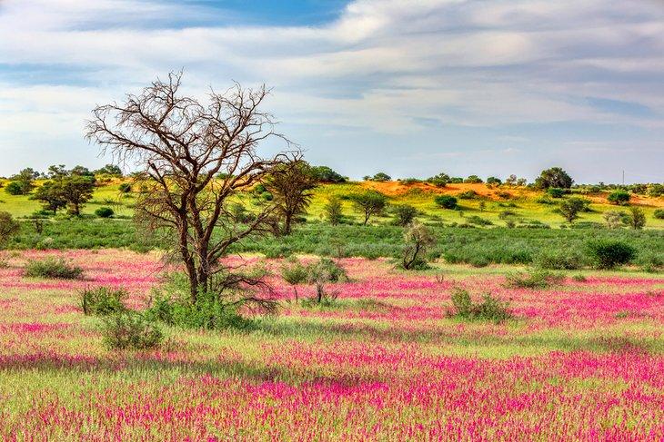 Fleurs sauvages dans le Kalahari Vert