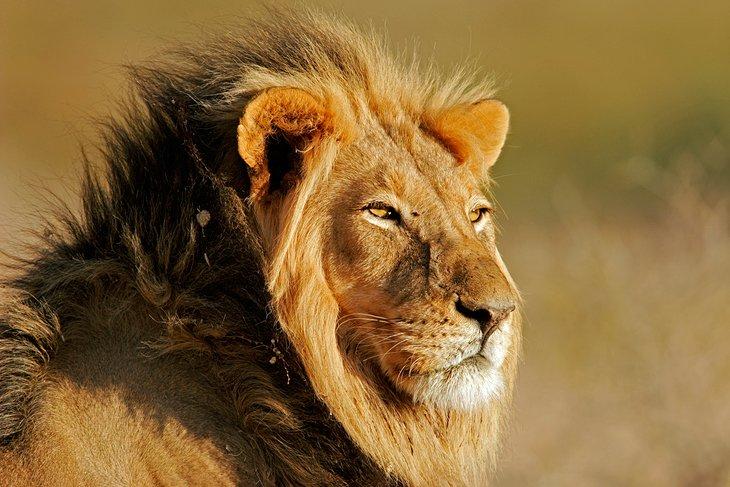 Parc Transfrontalier Kgalagadi (Kalahari)
