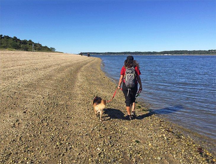 Caminando por la playa cerca de Sagamore Hill