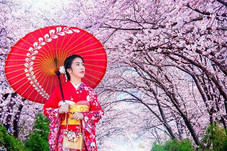 Japanische Frau unter den Kirschblüten in Kyoto