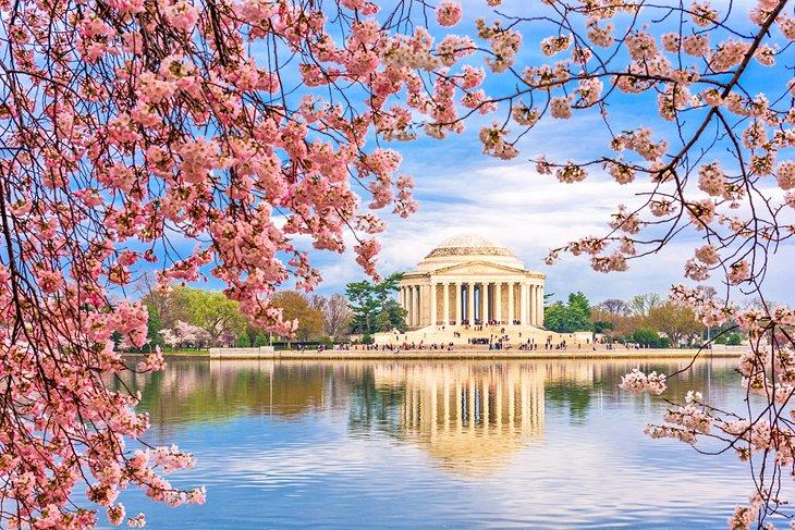 Kirschblüten und das Jefferson-Denkmal in Washington D.C.