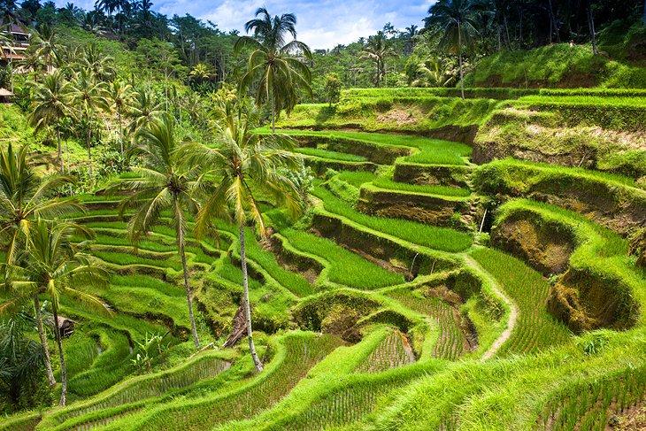 Reisfelder in Bali