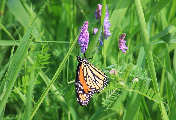 Schmetterling auf Mission Island